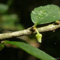 Rinorea decora (Trimen) Melch.